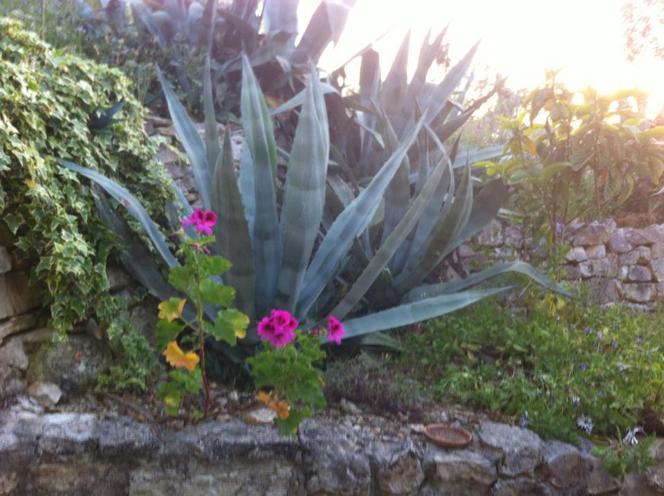 Azienda Agricola B&B Macchiaria Βιέστε Εξωτερικό φωτογραφία