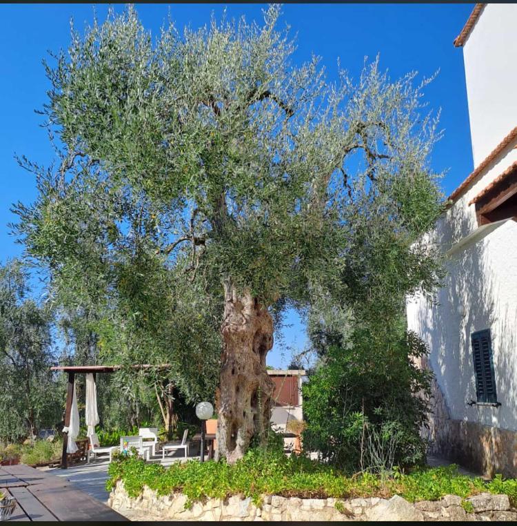 Azienda Agricola B&B Macchiaria Βιέστε Εξωτερικό φωτογραφία