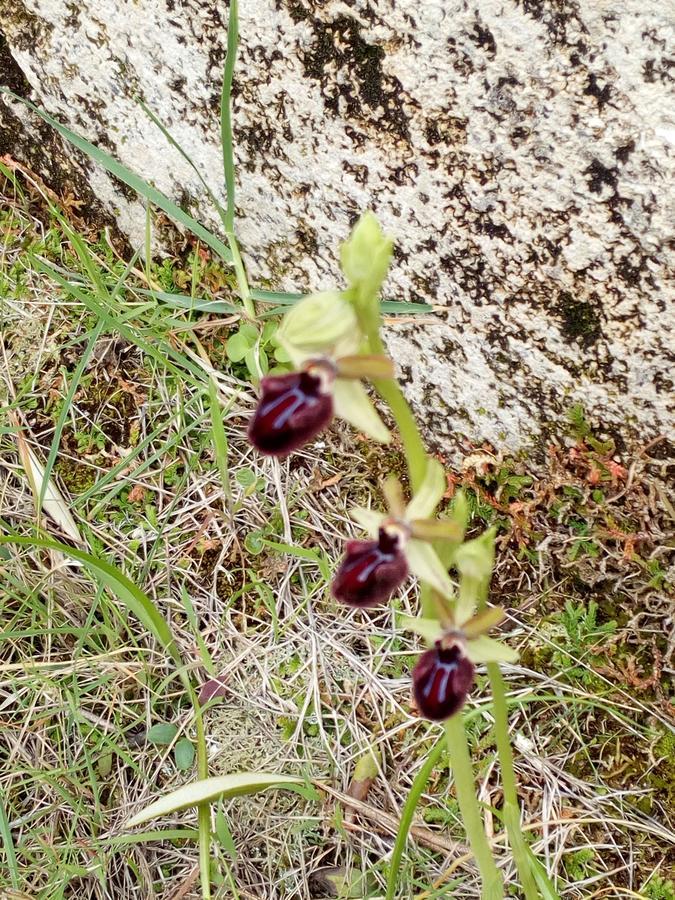 Azienda Agricola B&B Macchiaria Βιέστε Εξωτερικό φωτογραφία